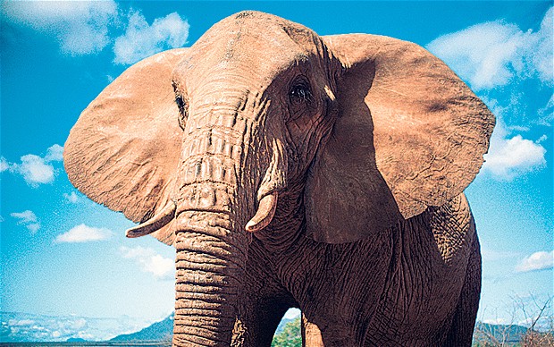WHY DO ELEPHANTS HAVE BIG EARS? |The Garden of Eaden