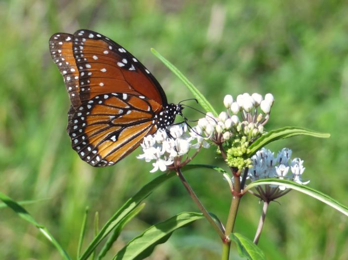 HTownWest Photo Blog The Monarchs are coming to Houston the