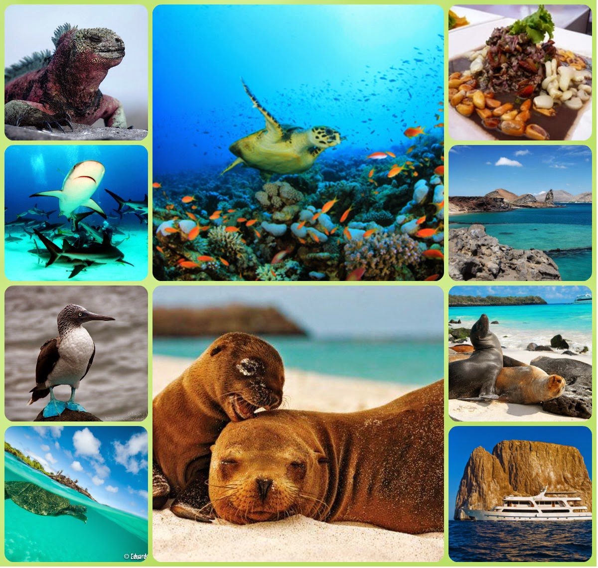 Lista 103+ Foto Que Fauna Podemos Encontrar En Las Islas Galapagos Actualizar Lista 103+ Foto Que Fauna Podemos Encontrar En Las Islas Galapagos Actualizar