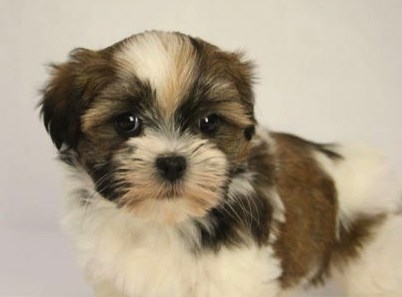 havanese vs shih tzu como acabar os carrapatos shih tzu tudo sobre havanese vs shih tzu como acabar os carrapatos shih tzu tudo sobre