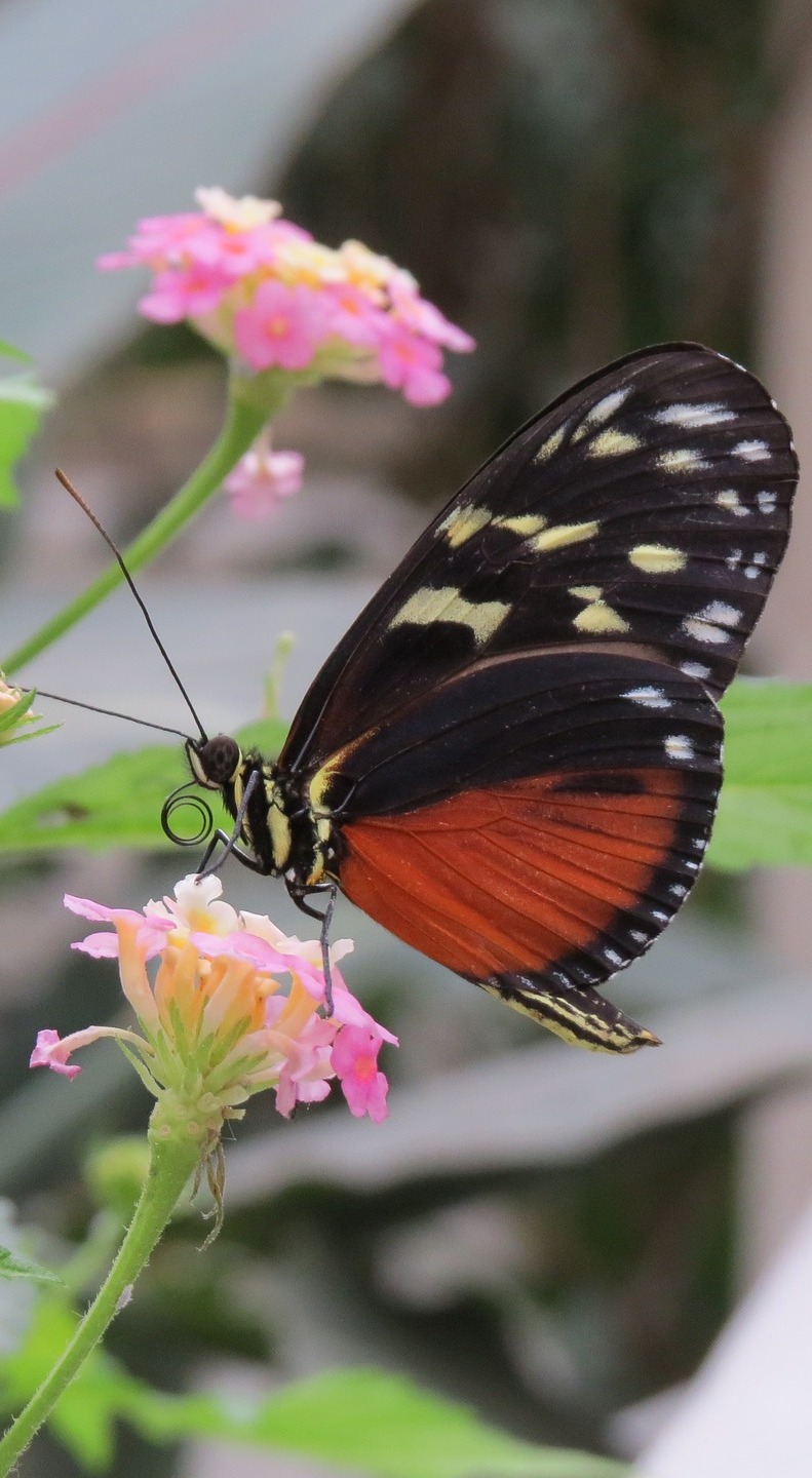 Heliconius butterfly on a flower. Heliconius butterfly on a flower.