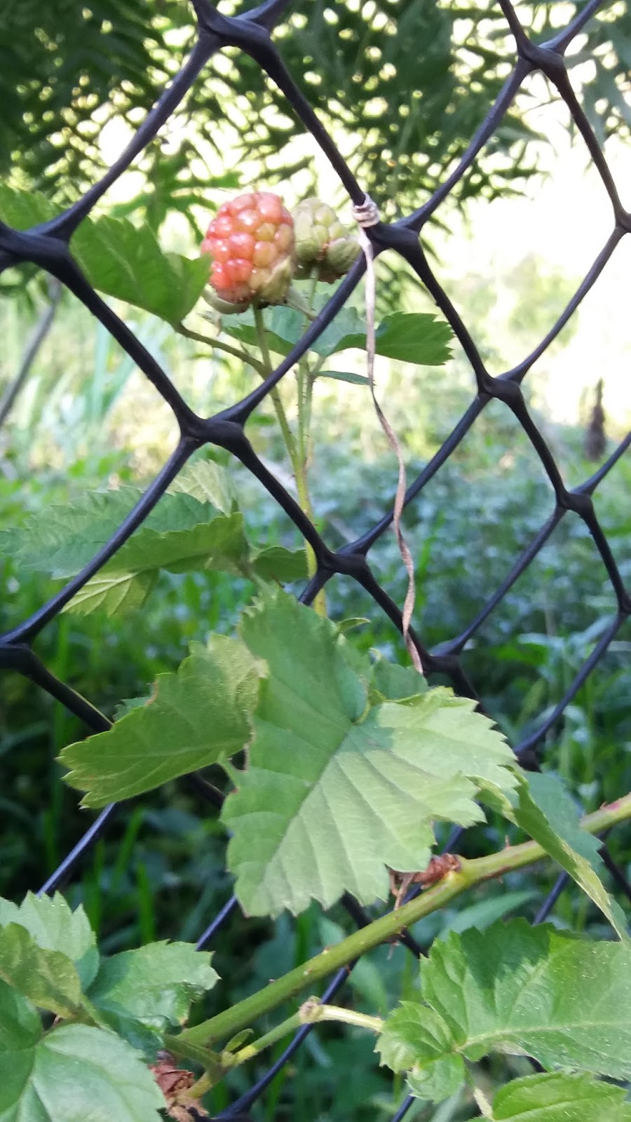 Frambuesa fondo para movil