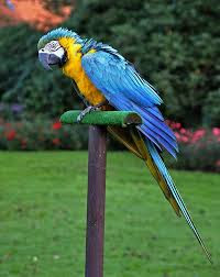 Harga Burung Macaw Trhoated