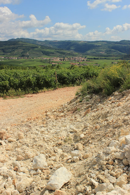 Monte Vegro vineyards of Mai Dire Mai wines