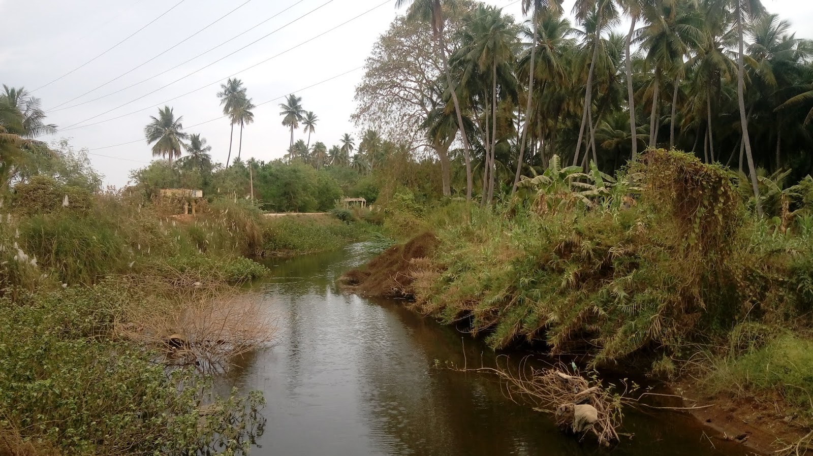 Kodaihills Realestate. Coconut farms for sale in near sholavandan