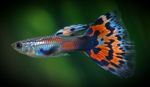 Ikan Guppy Cara Budidaya Ikan Guppy