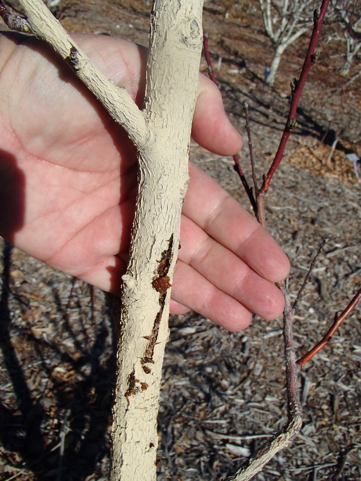 Xtremehorticulture of the Desert Mechanical Control of Borers in Fruit
