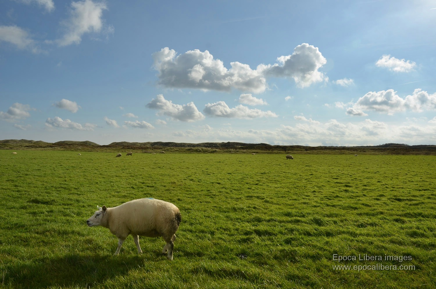Hundeblog Genki Bulldog I Texelhundeblog Genki Bulldog