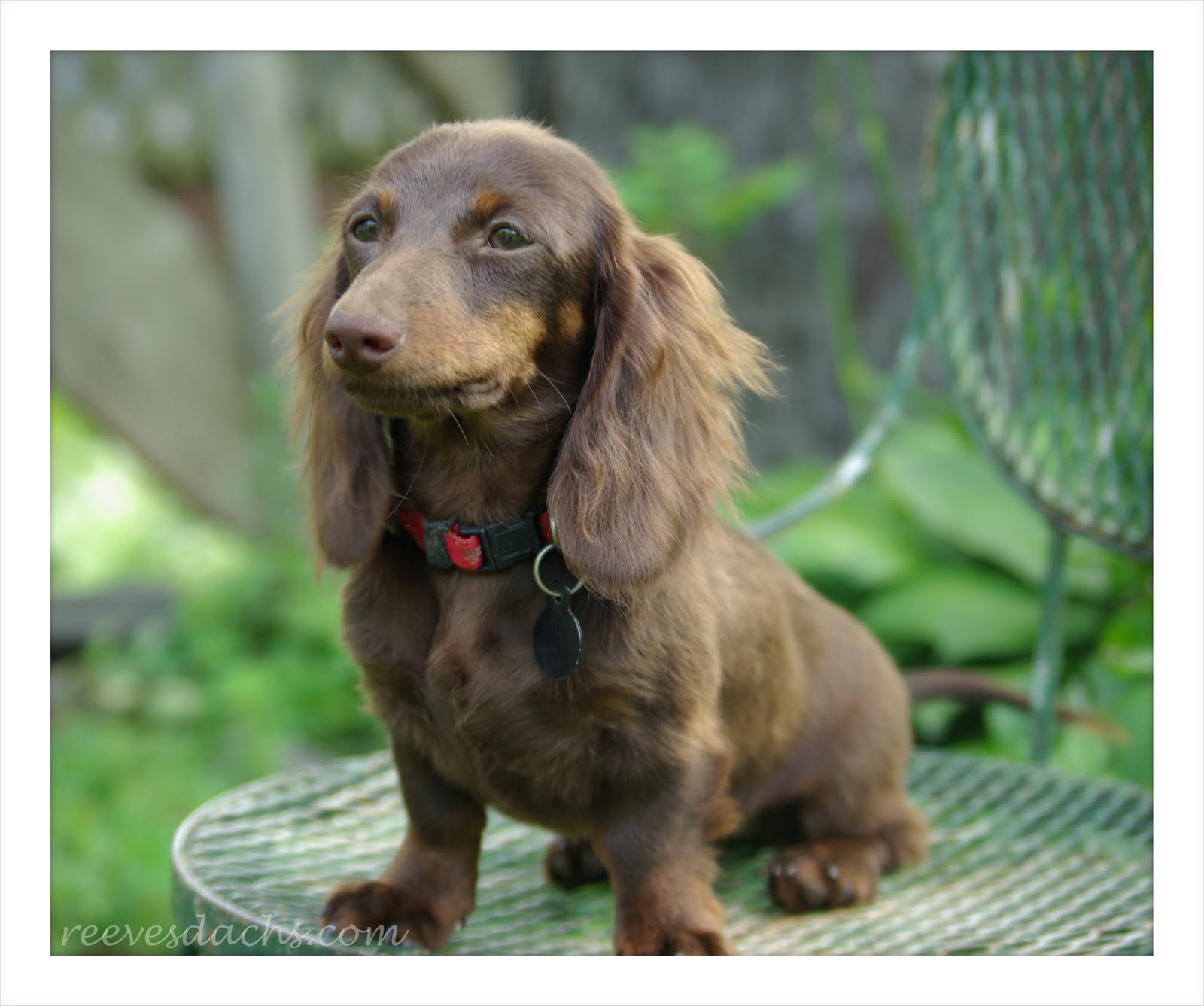 Dachshund Puppies For Sale Upstate Ny Dachshund Puppies