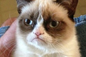 lead-grumpy-cat.jpg