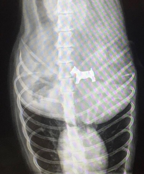 35 Hilarious Pictures Capturing Ironic Moments - Dog Went To The Vet For Swallowing A Monopoly Piece