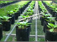 Keunggulan Bertanam Menggunakan Polybag