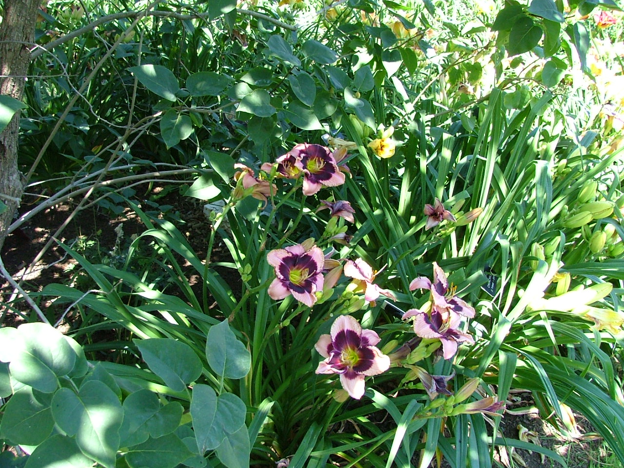 Wildlife, Wildflowers and a Window: Cottage Garden Daylily Farm
