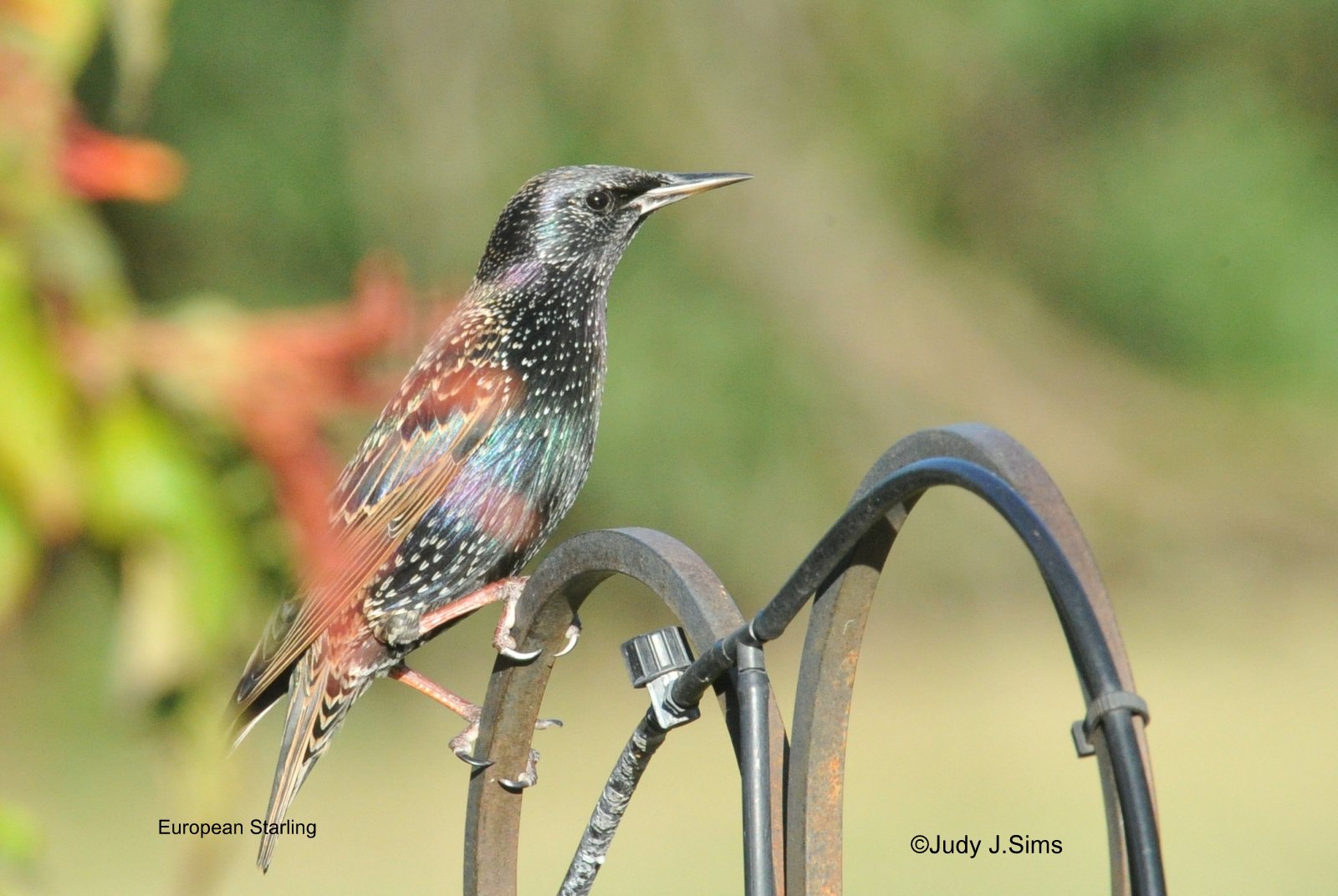 East Texas Birder on The Move: More Birds of My Backyard!