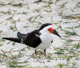 Black Skimmer in Florida photo by mbgphoto