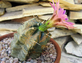 Con espinas...: Araña roja (Tetranychus urticae)