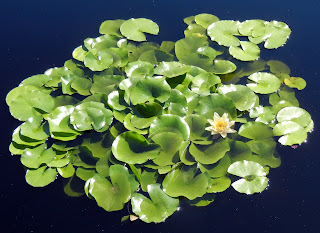 Water lilies at the Olbrich Botanical Gardens in Madison, Wisconsin
