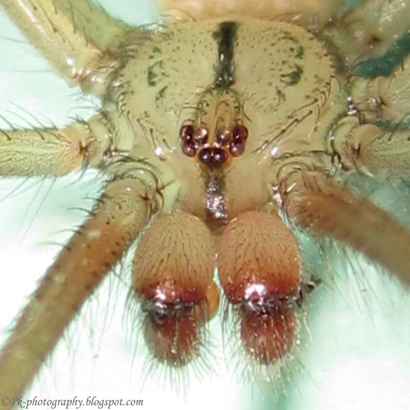 Artema atlanta (Giant Daddy-long-legs Spider) in Kihei, Maui