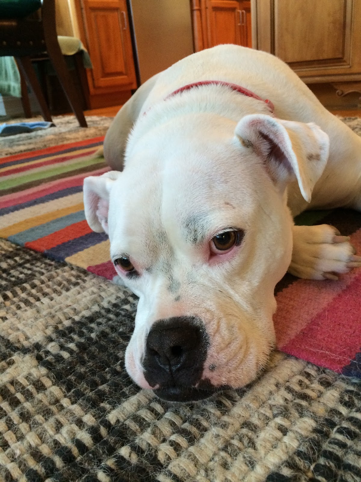 penn state emotional support animal