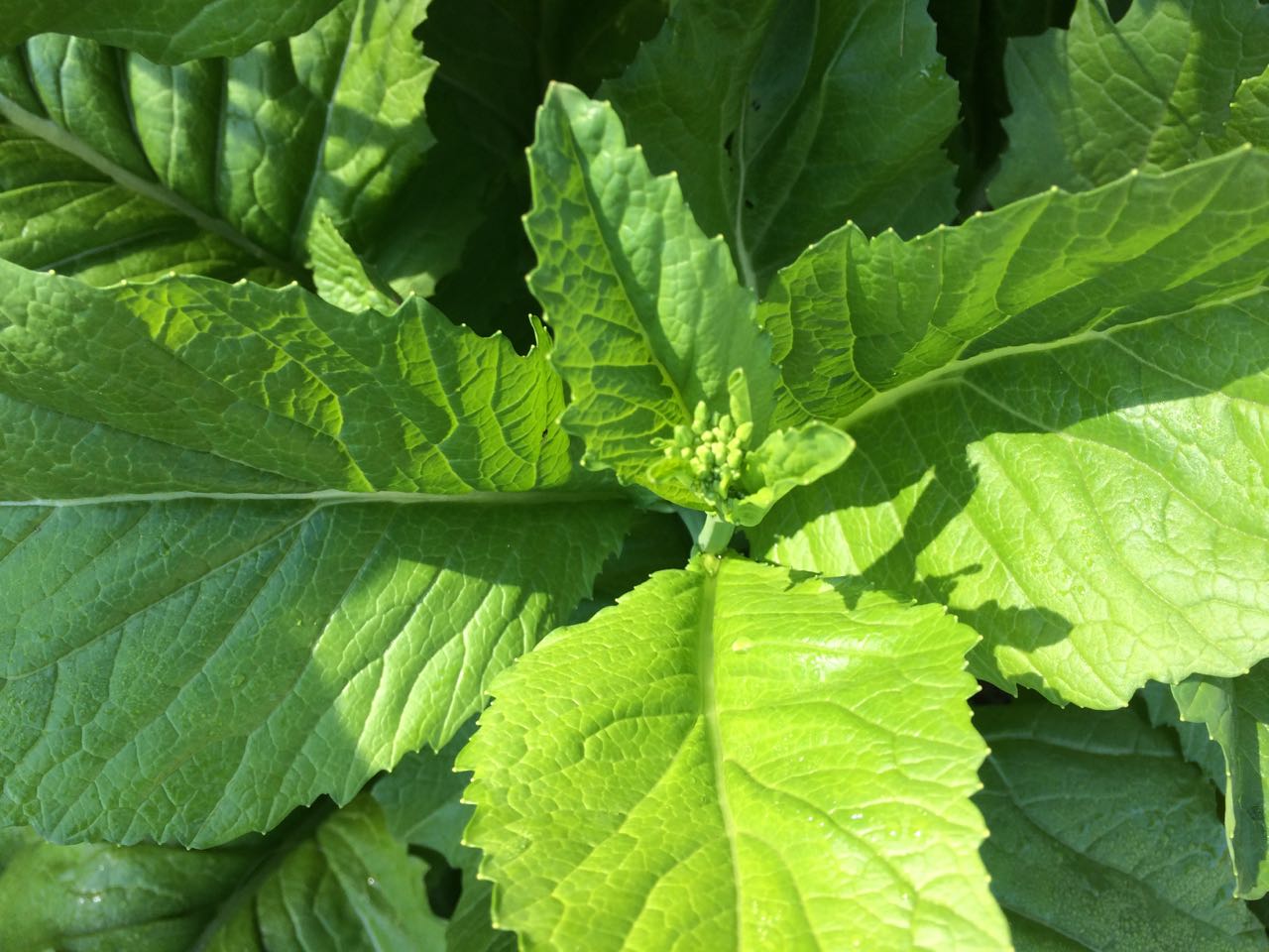 7 ways to eat mustard spinach food for free Traditional herbal