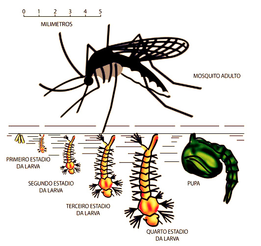 EMEF Almirante Tamandaré São Paulo. Sobre o Aedes Aegypti EMEF Almirante Tamandaré São Paulo. Sobre o Aedes Aegypti
