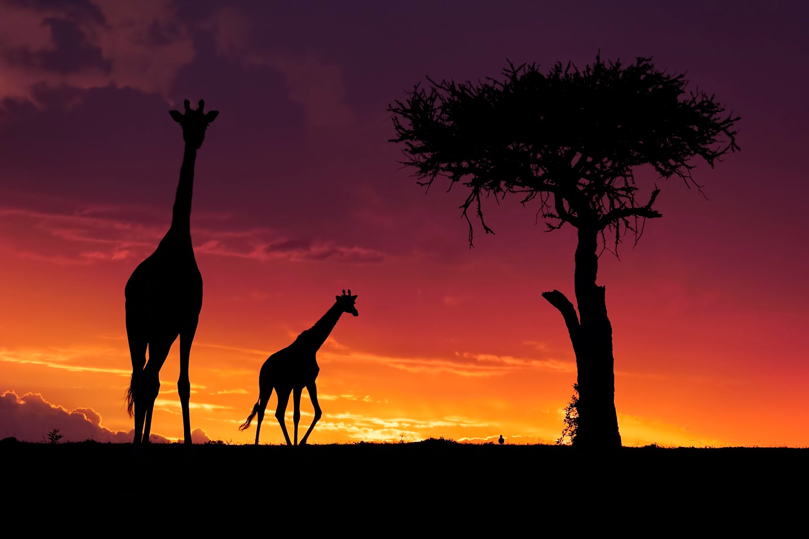 Panasonic Lumix G9 vs Lumix GH5 Review Park Cameras Blog