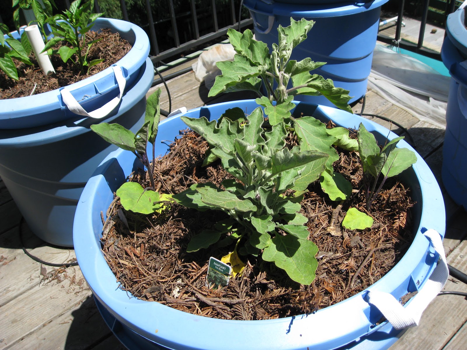 Low Cost Vegetable Garden Vertical Hugelkultur eliminates wilt