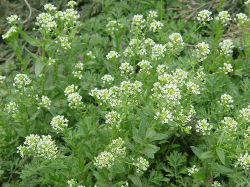 綠色整治概念 以廢治廢及生物植栽技術
