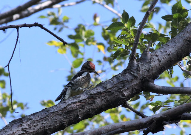 Nature Devotions : Young Red Headed Woodpecker