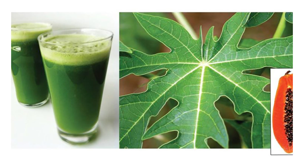 Drink Papaya Leaves Juice To Cure Many Health Problems, And How To