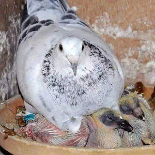 FB_IMG_1469523940756