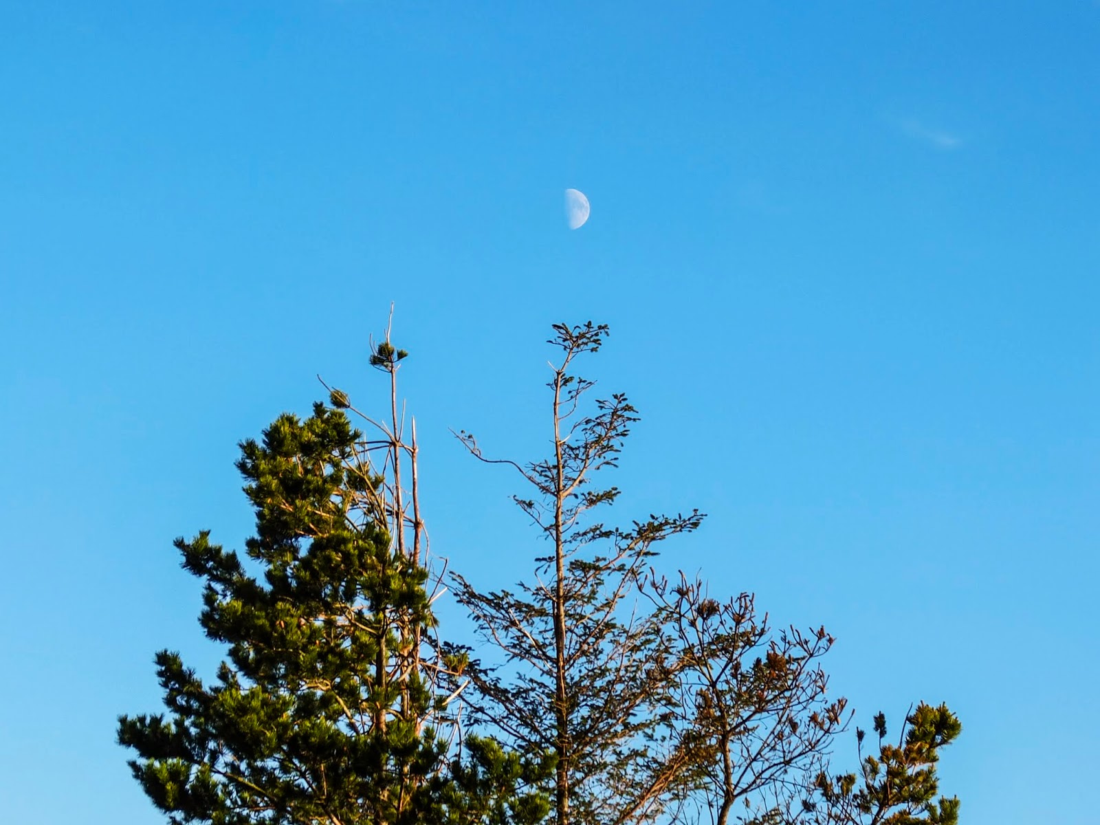 Half a moon above a tree that is half covered in pine branches.