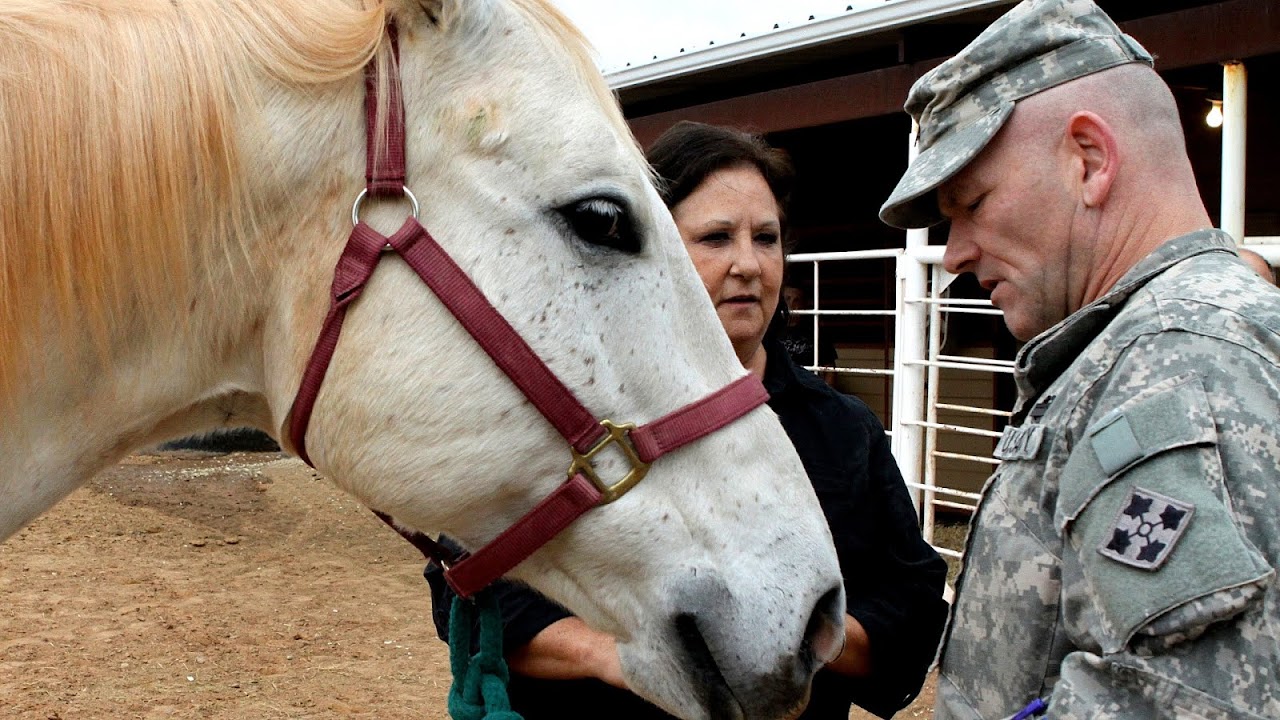 Equineassisted therapy Therapy Horse Horse Choices