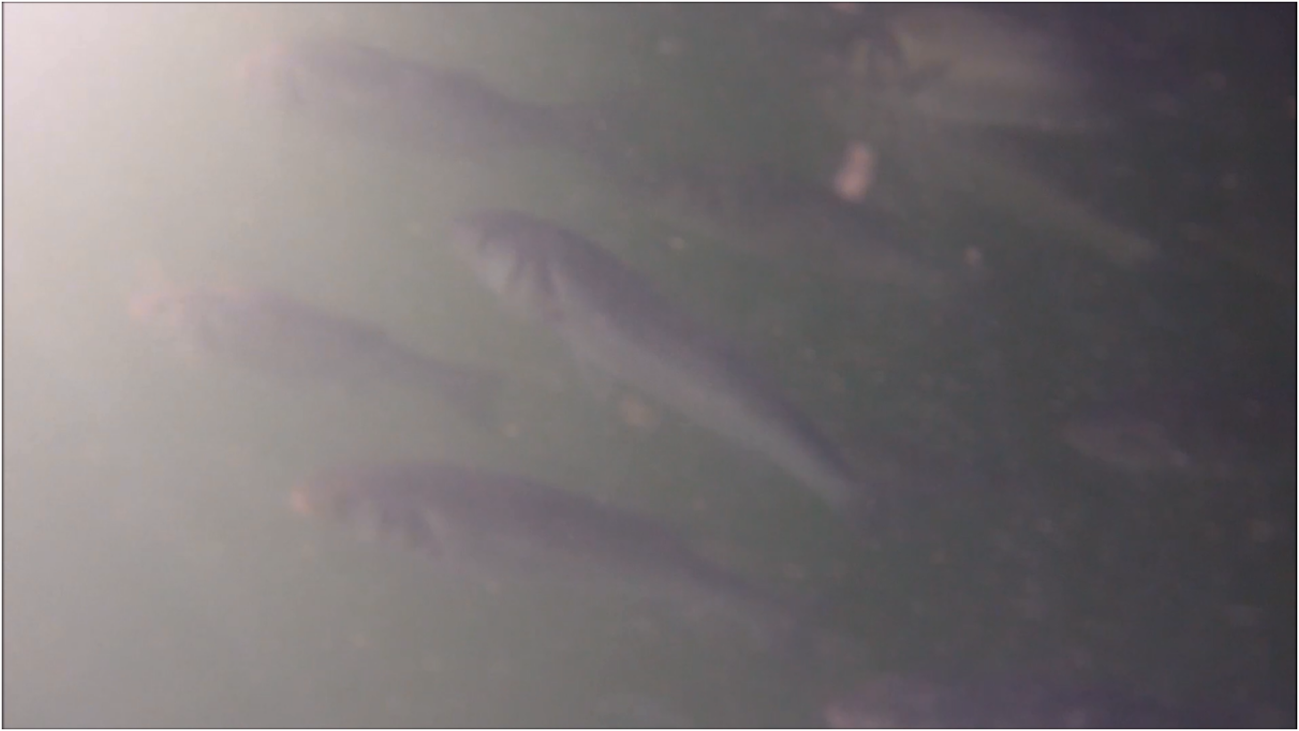 Cornish Shore and Kayak Fisherman Sea Bass Filmed Underwater in Cornwall