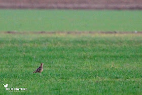 Chorlito carambolo (Charadrius morinellus) en su paso por el Delta del Ebro. Blue Nature