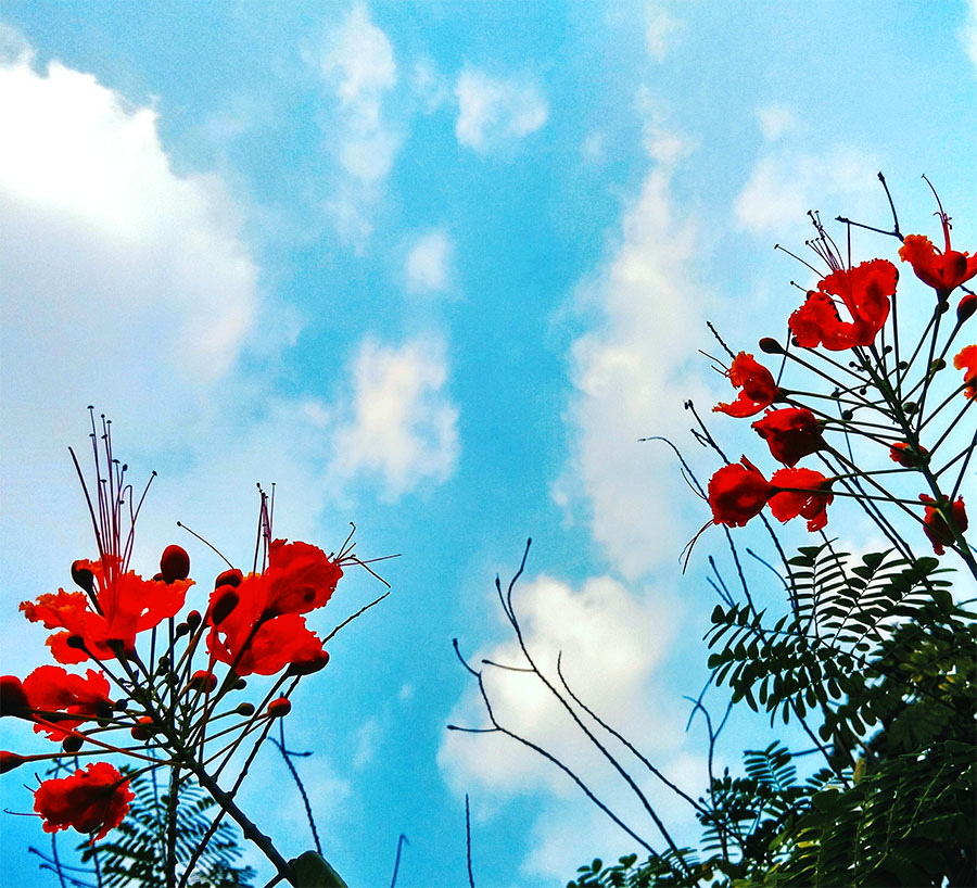 IT'S A NEW DAY AND A NEW PERSPECTIVE |STYLE AND ILLUSTRATION BLOG BY DHEERA JOSHI gulmohar flower,clear sky