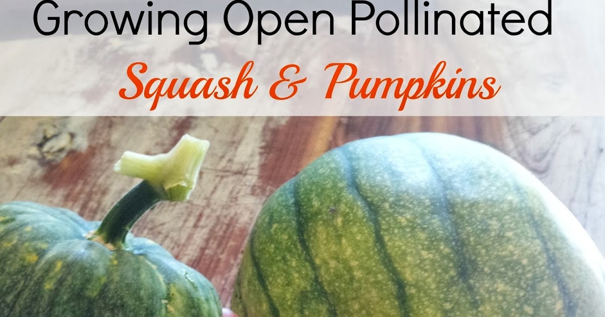 Cucumbers And Squash Cross Pollination