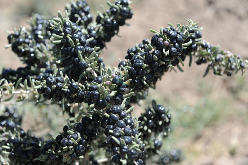 goji berry özellikleri