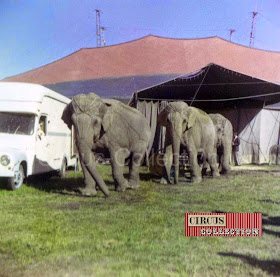 les éléphants du Le Cirque Franz Althoff sortent de piste 