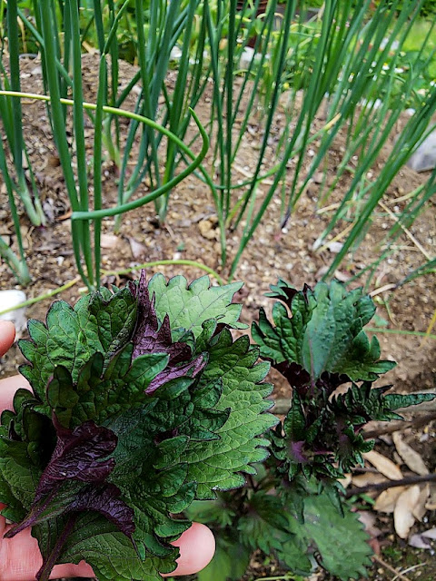 Red Shiso in onion. 昨年種を蒔いた赤紫蘇の発芽。茄子と一緒に植えるといい。