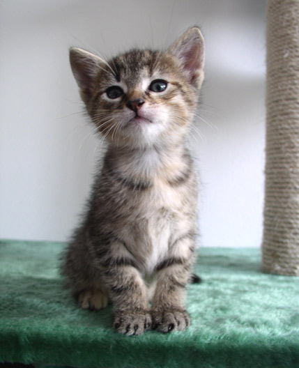 gatos e felinos european shorthair 04