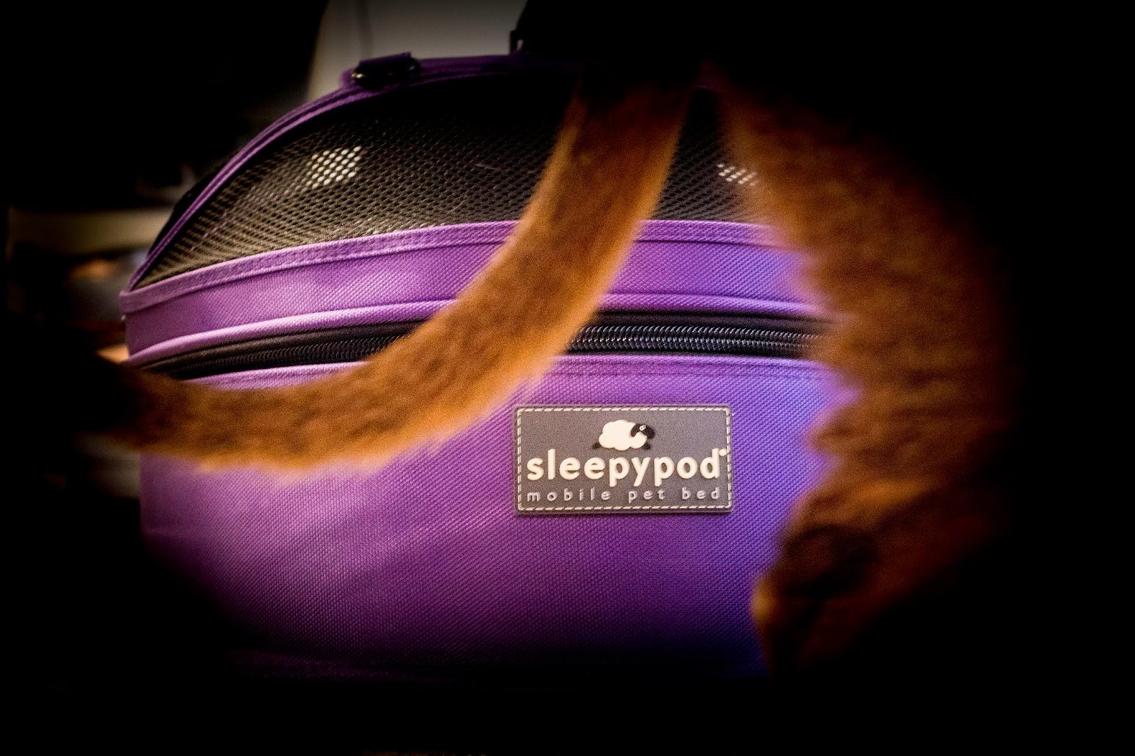 Violet Sleepypod The Tails of 4 Kitties