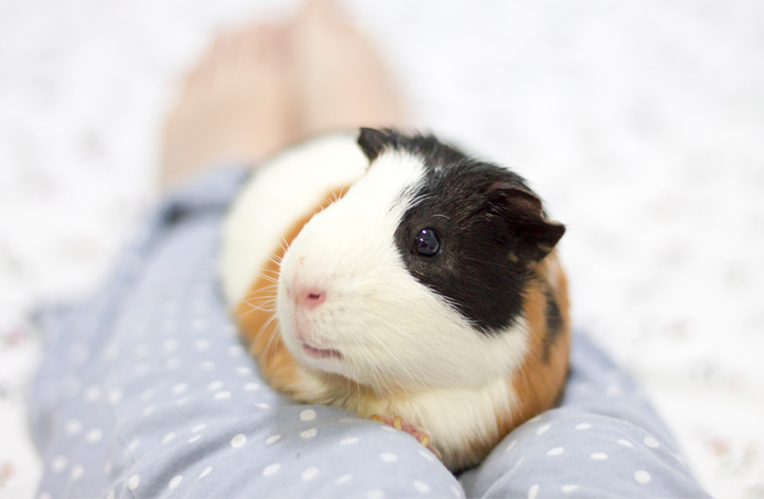 fotografia-cobaya-kevin