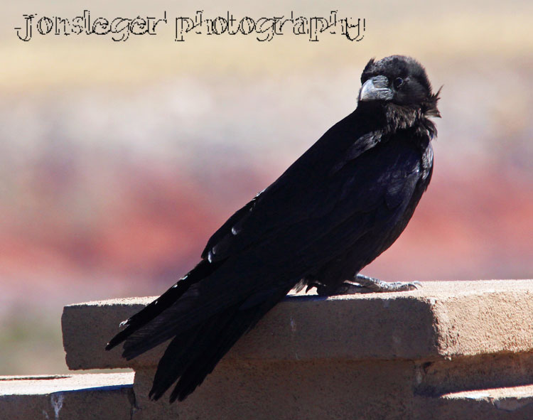Northern Illinois Birder Crows, Magpies, and Ravens