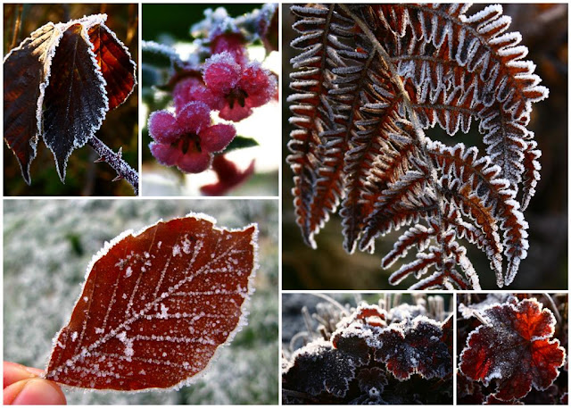  Frosted plants collage © Annie Japaud Photography, plants, frost, leaves, flowers, frozen, nature, photography