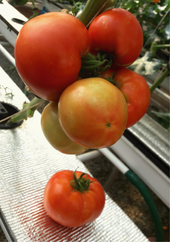 ZEN HYDROPONICS มะเขือเทศ บิ๊กบีฟ (Big Beef Tomato)