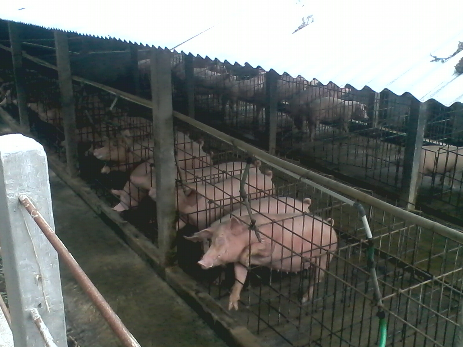 100 Foto Desain Kandang Babi Yang Baik Paling Bagus