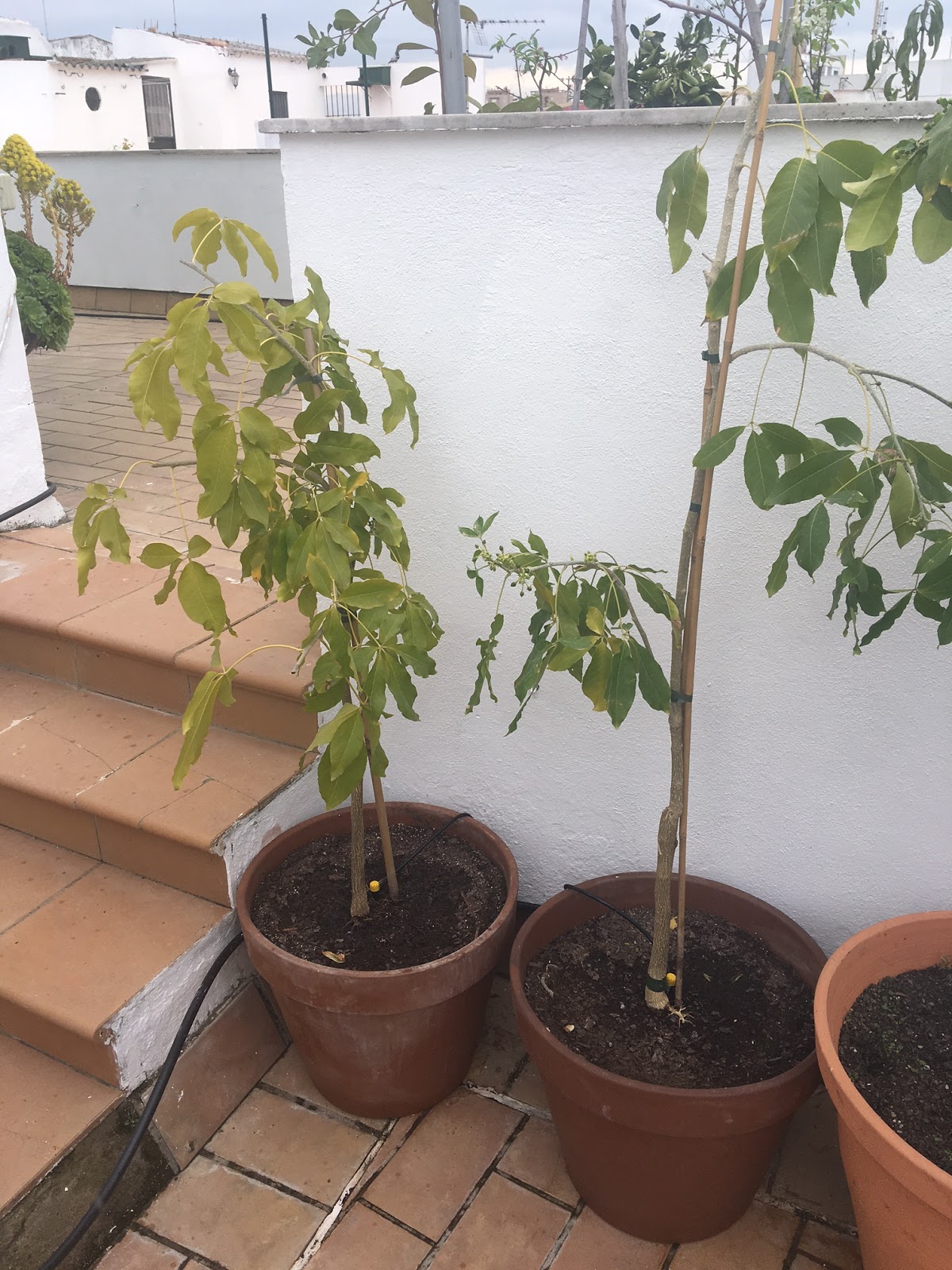 UN PARAÍSO EN CASA CULTIVO DEL ZAPOTE BLANCO