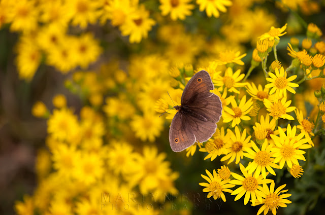 Close up photography of a meadow brown butterfly at Ouse Fen nature reserve