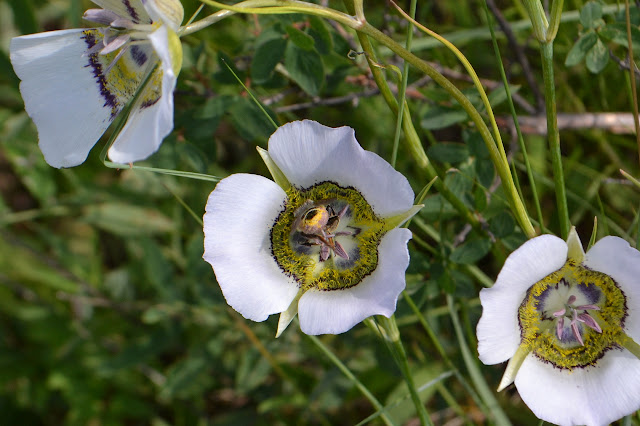 the butt of a bee in a mariposa lily